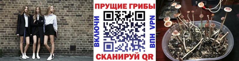 МЕГА сайт  Богданович  Галлюциногенные грибы Psilocybine cubensis 